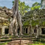 Unveiling the Enchanting Allure of Ta Prohm Temple: Discovering the Timeless Splendor of Cambodia's Historic Remnants