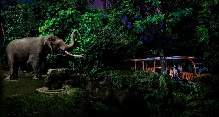 Night Safari Singapore: A Wild Adventure Under the Starry Skies